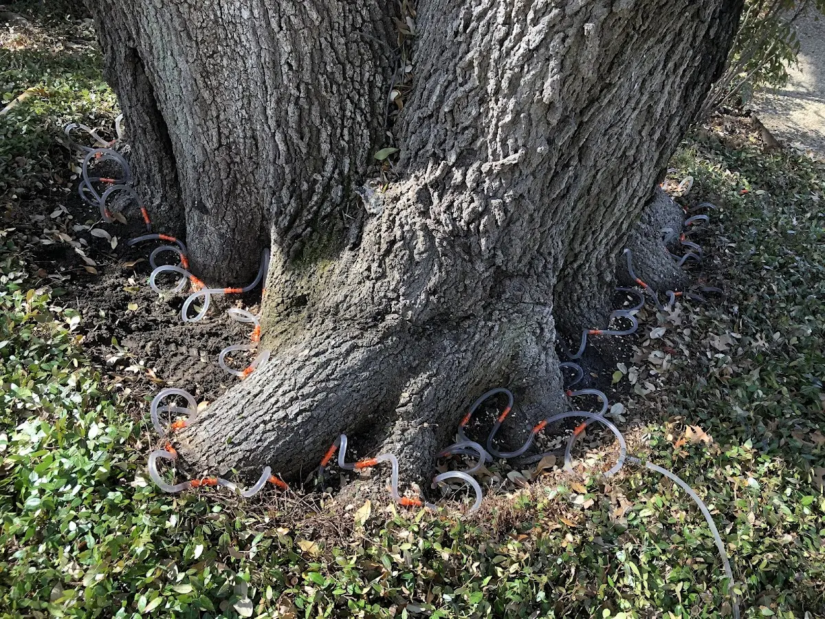 Detailed Tree Cabling and Bracing job site in Hubbell