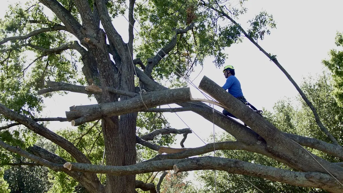 Professional Hazardous Tree Removal performed by certified arborists in Hubbell